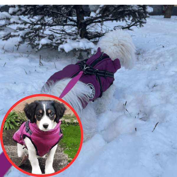 🐶3 in 1 Winter Waterproof Warm Dog Jacket With Built-in Harness